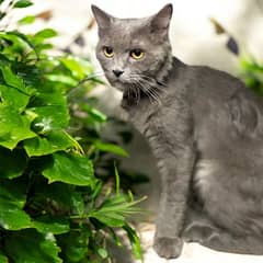 British Shorthair - Super Adorable & Fluffy, 2-3 Years Age