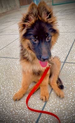 triple coat german shepherd puppy for sale!