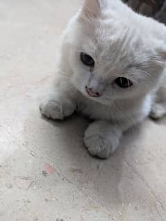 KITTEN