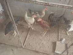 Desi Hens for Sale Urgent