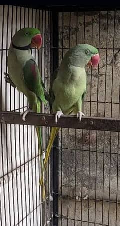 Raw parrot breeder pair