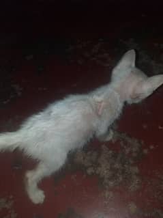 White Kittens For Sale