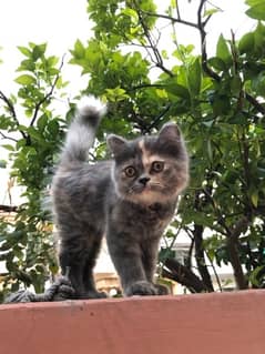 Heavy Coated Female Persian Kitten
