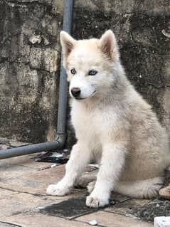 Siberian husky puppy for adoption