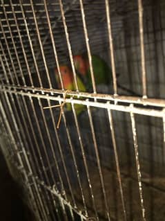 lovebird