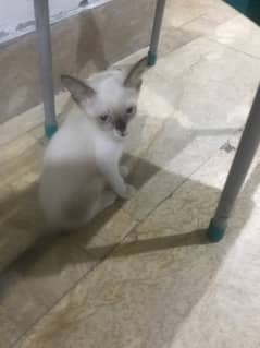 kitten almost 2 months old for sale