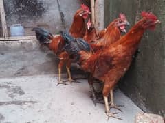 golden misri adult chick's