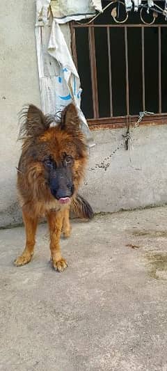 German shepherd non Pedigree Male