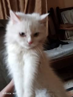 pure persian cat for sale 0