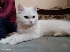 pure persian cat for sale