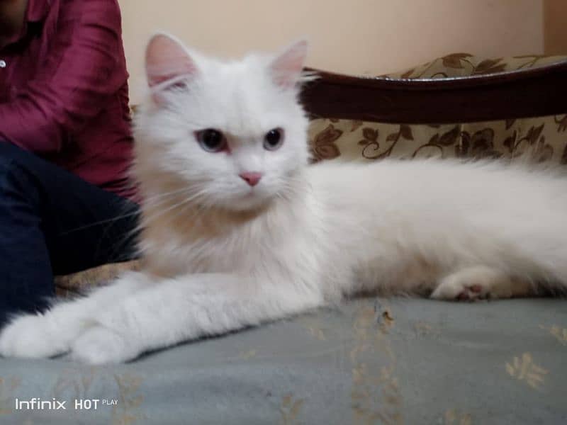 pure persian cat for sale 2