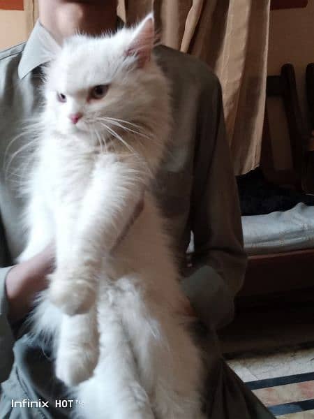 pure persian cat for sale 3