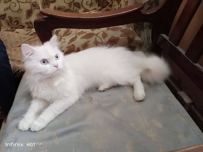 pure persian cat for sale 5