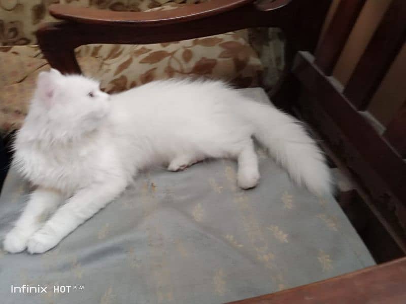 pure persian cat for sale 6