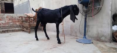 goat baqra black betal for sale