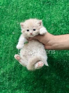 brown male Persian kitten for sale(03244092052)