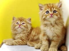 Kittens for sale / Ginger kittens for sale / Persian kittens for sale
