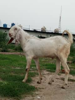 2 teeth bakra for sale.