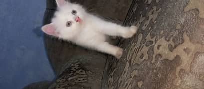 beautiful white female kitten triple coat
