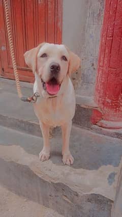 British Labrador Retriever