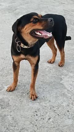 rottweiler puppy