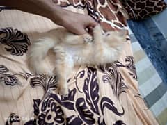 brown colour Persian kitten