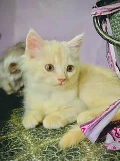 Beautiful Persian kittens for sale