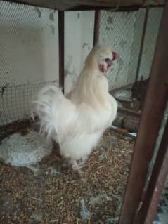 silkie pair for sale