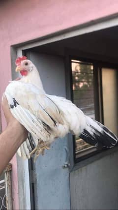 fancy hen Black tail