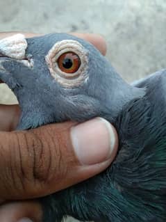 Qasid Pigeon