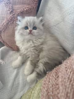 extreme quality, hamalayan, Persian kittens for sale