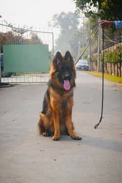 german shepherd female