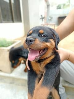 Rottweiler Puppies Pedigree