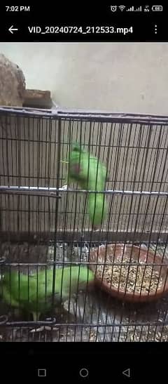 raw parrot