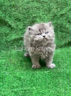 Persian female male kittens for sale (03035935312)