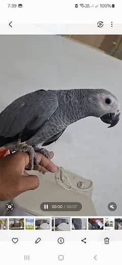 African grey salf DNA k sath male female pirec one chickc