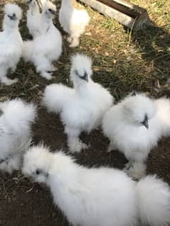 Silkie A+quality 03435635876