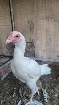 paper white heera aseel male female available