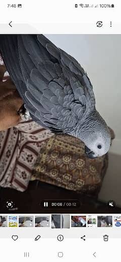 African grey salf DNA  male female price one pic