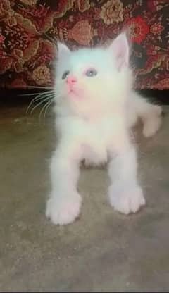 persian white double coat cat 1 month age