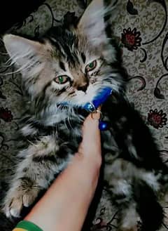 Persian Cat