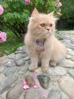 Persian cat and it's name is candy