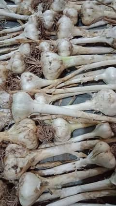 G 1 Garlic (Thoom) 4000kg for sale