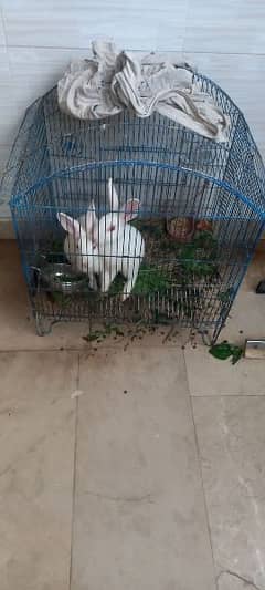 one year age rabbit for sale