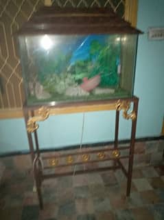 fish water aquarium