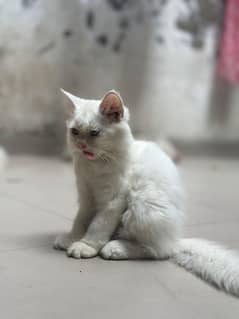 triple coated white Persian kitten for sale