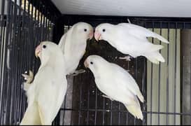 Common lutino/lutino personata/Cremino/Albino/love bird/decino