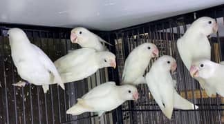 Cremino/Common lutino/lutino personata/Albino/love bird/decino