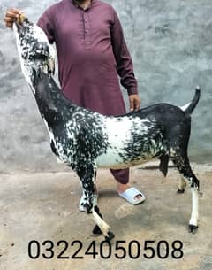 Goat / Bakra / Desi / Maki chini / Ghaban Goat / Bakrey