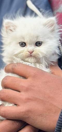 Persian cat for sale and ready to breed